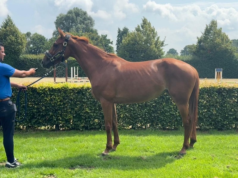 Perfect_Jumper_Horse-2.jpeg